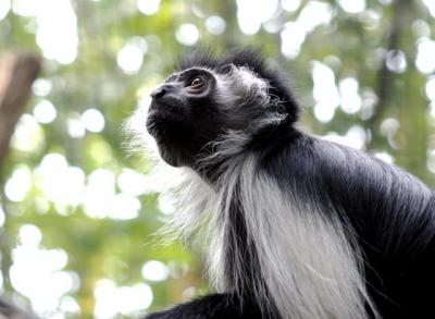 Colubus Monkey 005