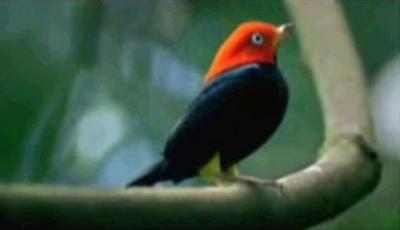 dancing bird