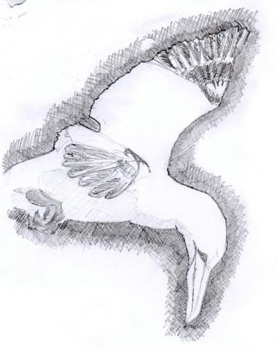 gannet